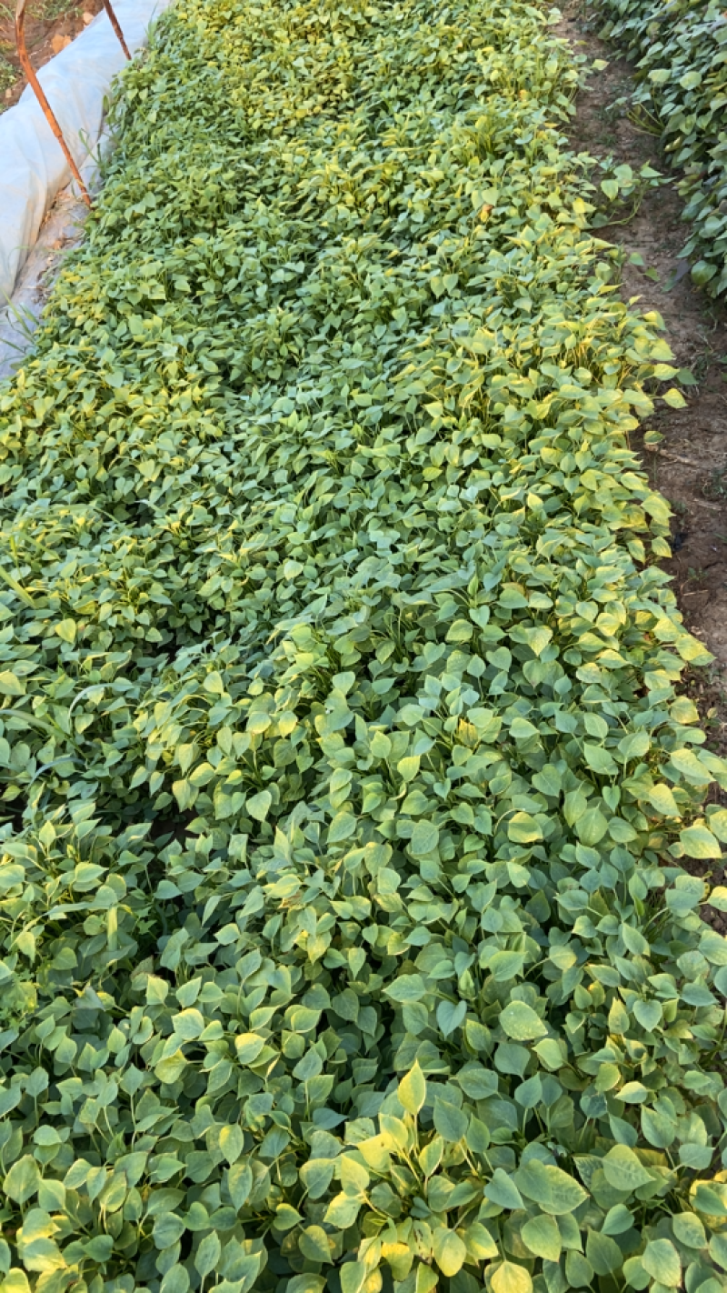 脱毒种薯苗西瓜红，龙薯九，烟薯板栗薯，哈蜜榴莲蜜薯