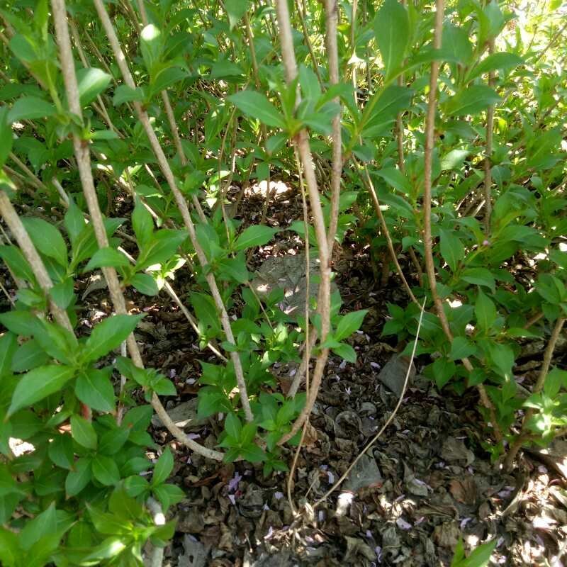 基地出售红王子锦带高度50-80公分3分枝