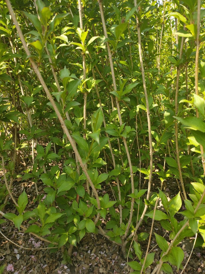 基地出售红王子锦带高度50-80公分3分枝