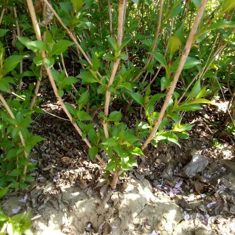 基地出售红王子锦带高度50-80公分3分枝