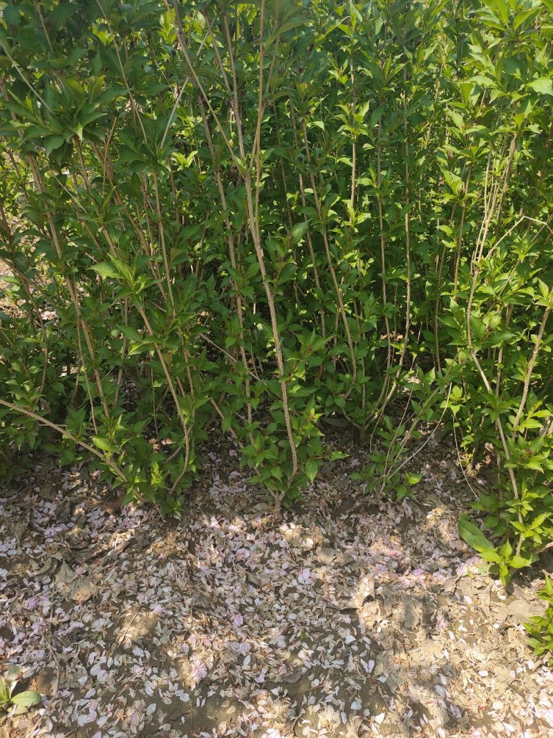 基地出售红王子锦带高度50-80公分3分枝