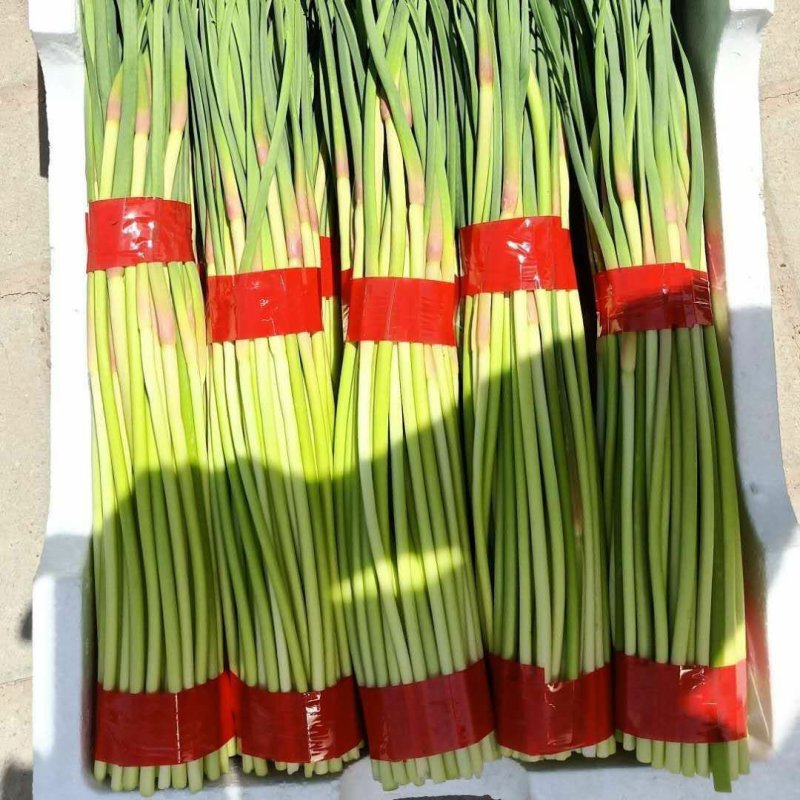 什邡白帽蒜薹50~60厘米和红帽蒜薹