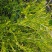 贵州毕节古夜郎大地野生石龙芮全草全草入药盆栽种植