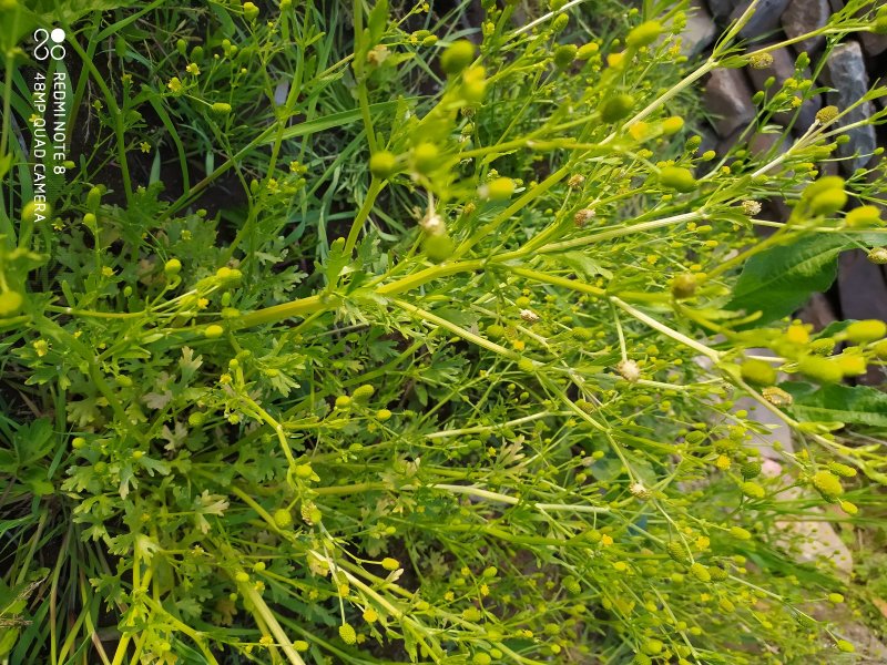 贵州毕节古夜郎大地野生石龙芮全草全草入药盆栽种植