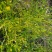 贵州毕节古夜郎大地野生石龙芮全草全草入药盆栽种植