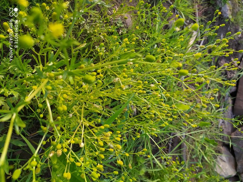 贵州毕节古夜郎大地野生石龙芮全草全草入药盆栽种植