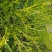 贵州毕节古夜郎大地野生石龙芮全草全草入药盆栽种植