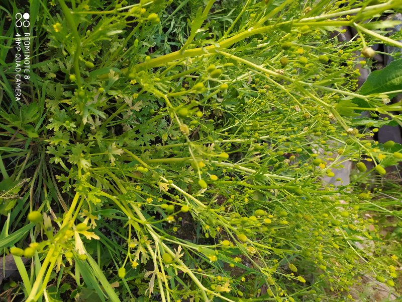 贵州毕节古夜郎大地野生石龙芮全草全草入药盆栽种植