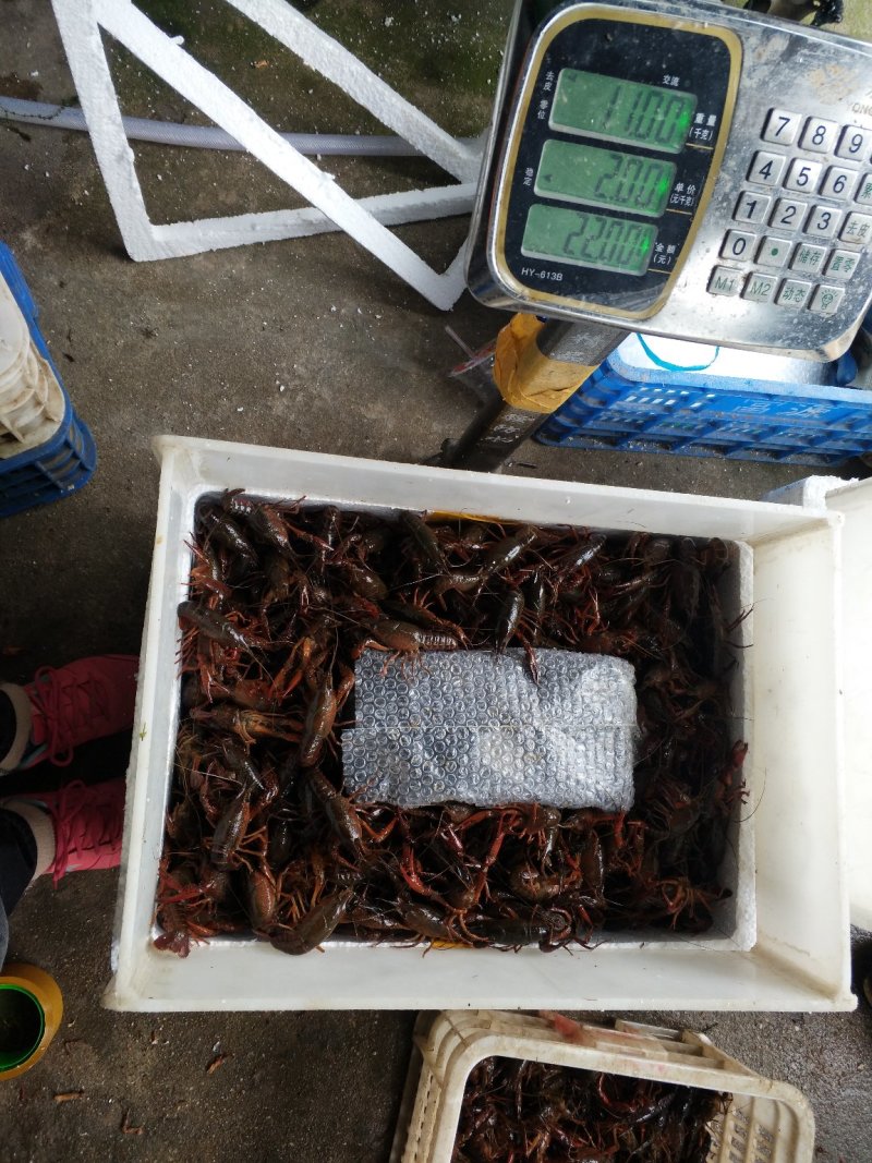 产地直供，好水养好虾，湖北洪湖小龙虾，规格齐全，价格美丽