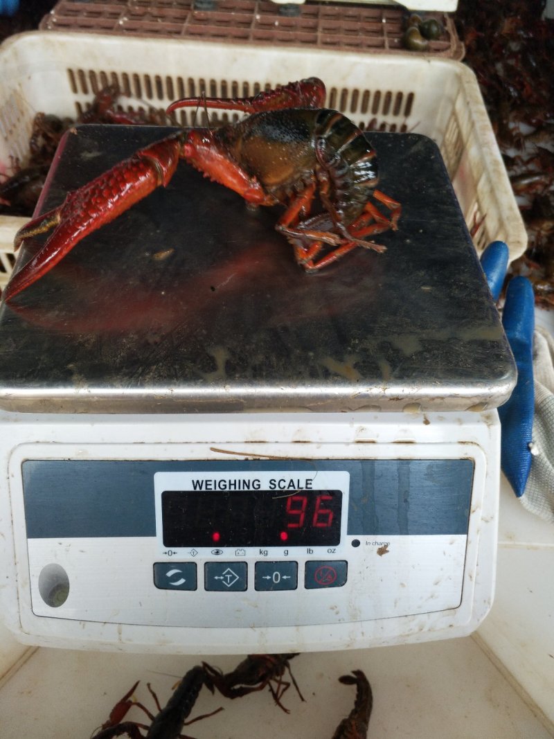 产地直供，好水养好虾，湖北洪湖小龙虾，规格齐全，价格美丽