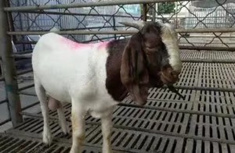 精品纯种波尔山羊羔羊，波尔山羊怀孕母羊，波尔山羊种公羊