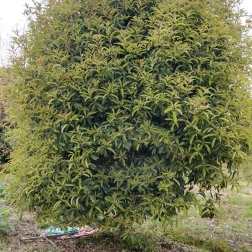 丛生地笼桂花树，各种规格的冠幅大量出售