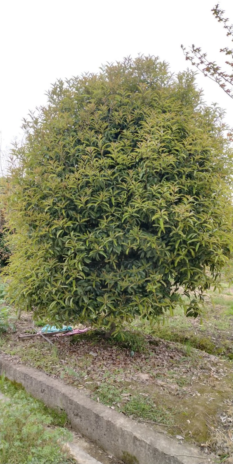丛生地笼桂花树，各种规格的冠幅大量出售