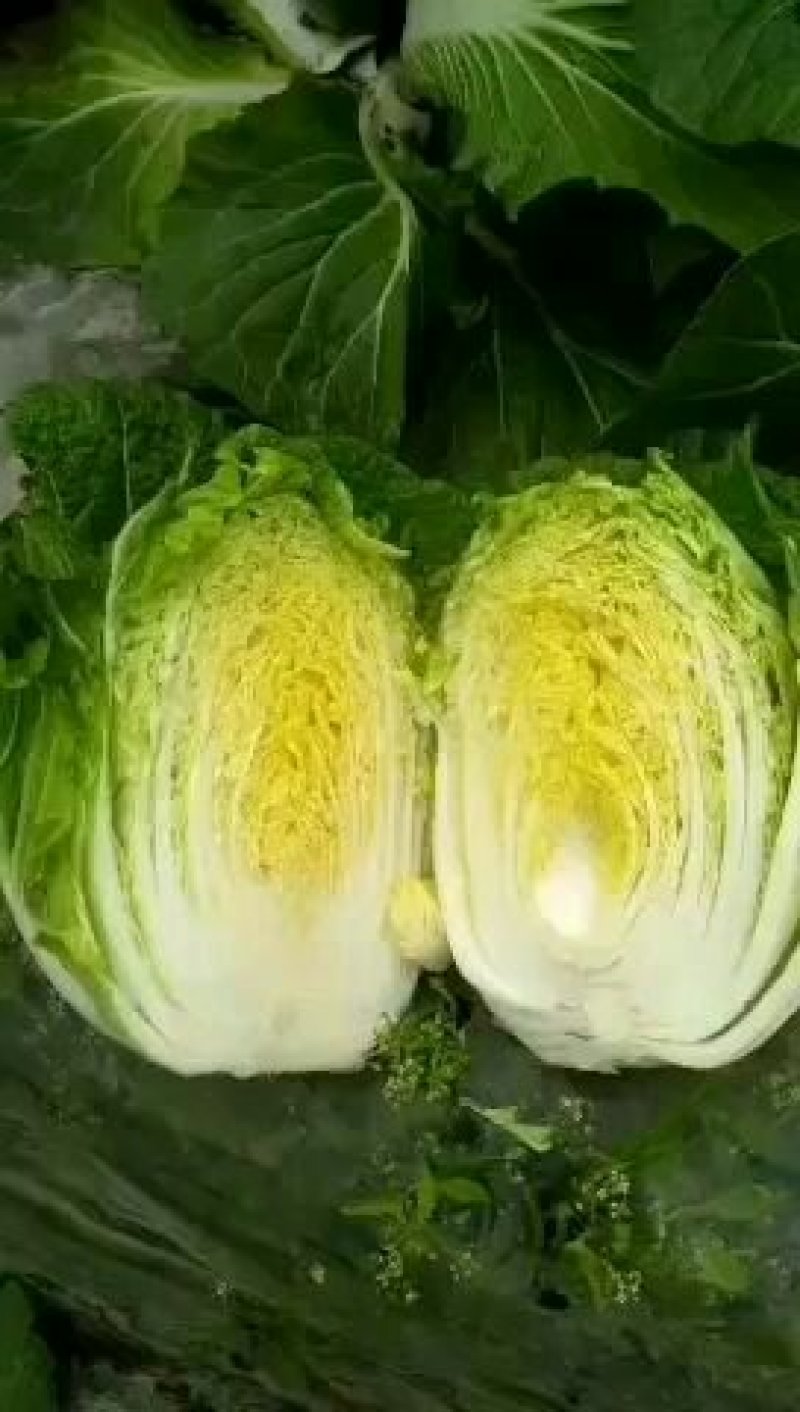 河南新鲜黄心大白菜陆续大量上市求合作