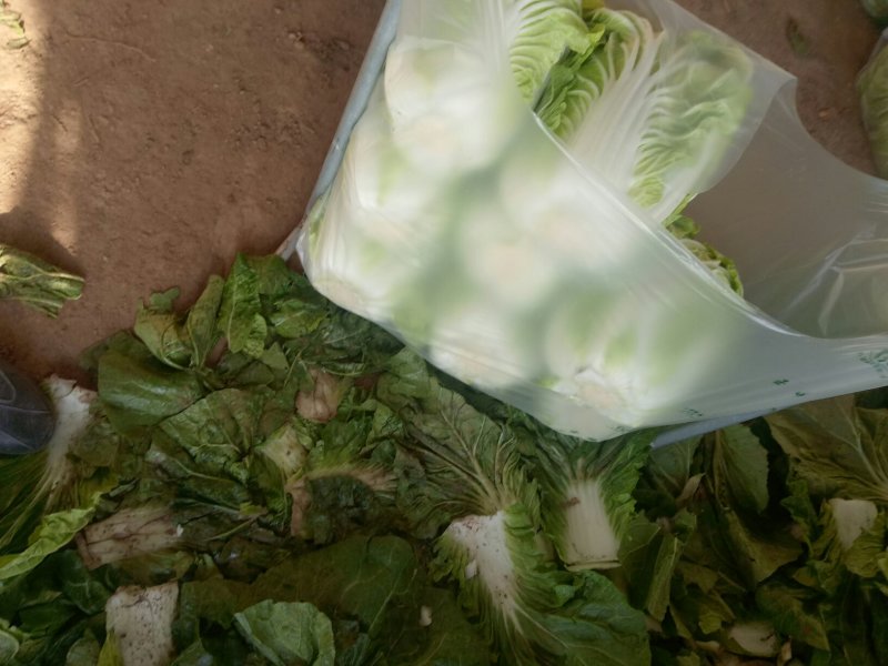 河南新鲜黄心大白菜陆续大量上市求合作