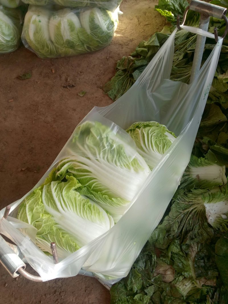 河南新鲜黄心大白菜陆续大量上市求合作