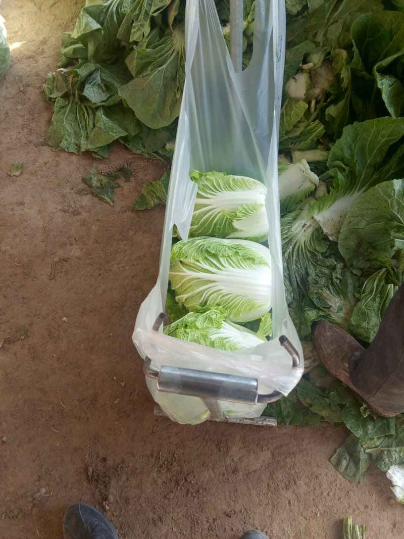 河南新鲜黄心大白菜陆续大量上市求合作