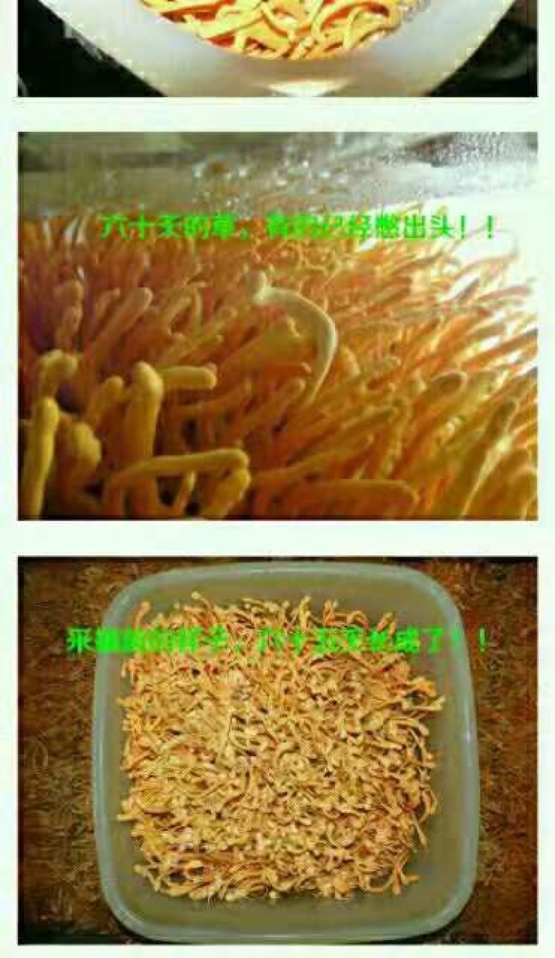 【鲜草】【李大人村】产地批发东北土特产，虫草花干货，鲜