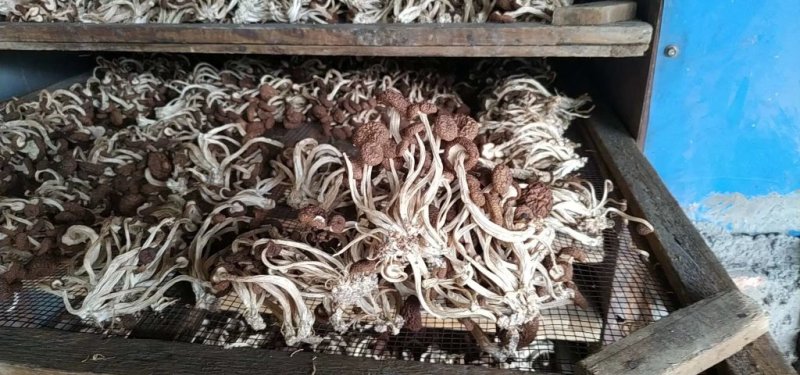 2020新货广昌2号不开伞茶树菇