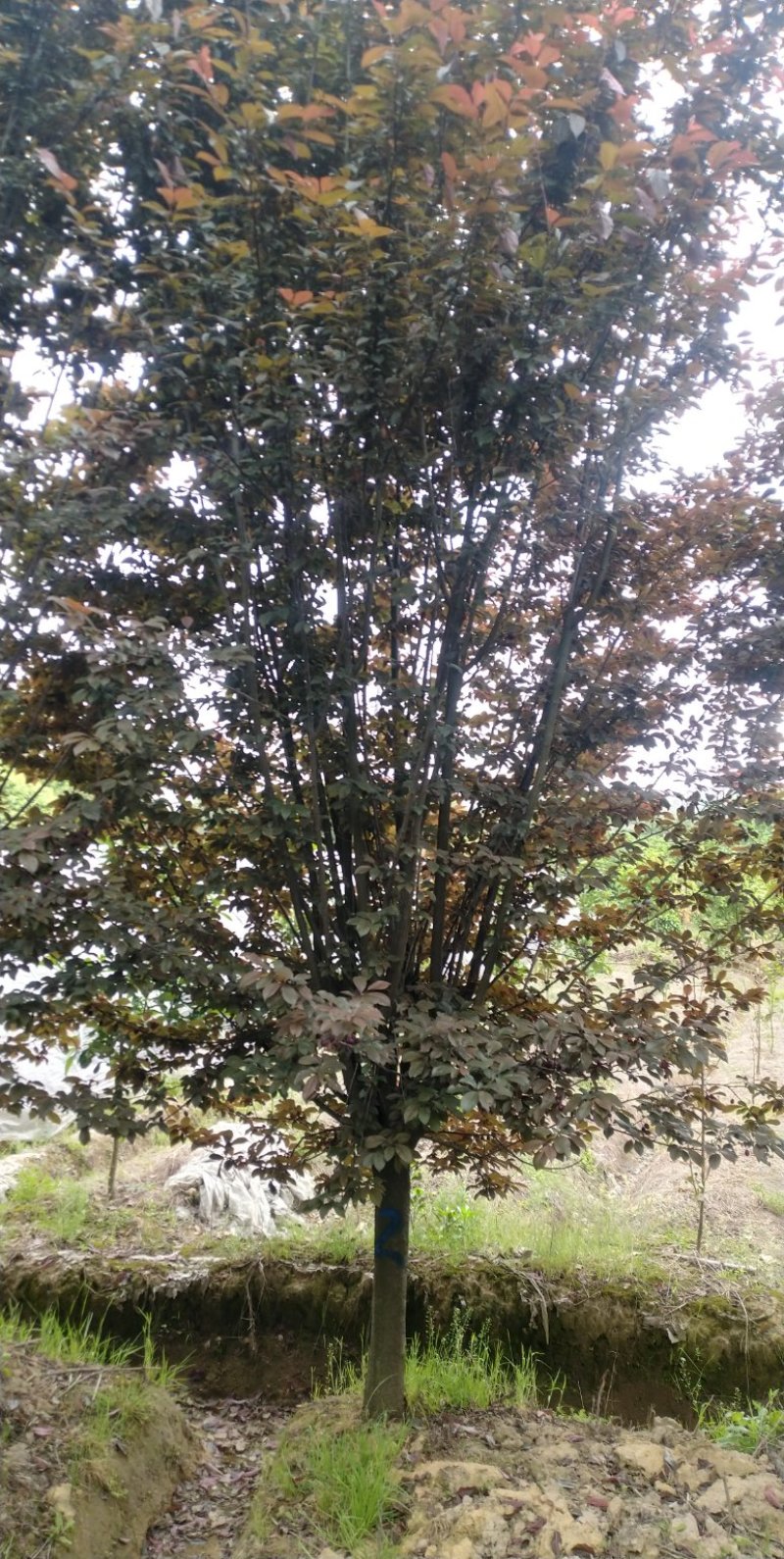 红叶李，d经10一13公分，树型好，成活率高，海量供应
