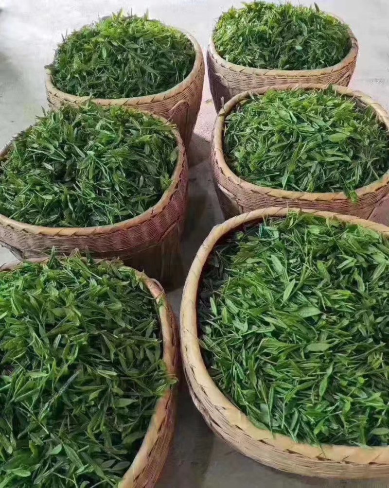阳明生态茶叶