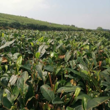 阳明生态茶叶