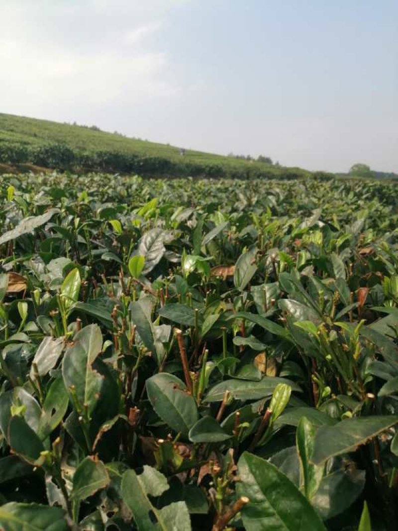 阳明生态茶叶