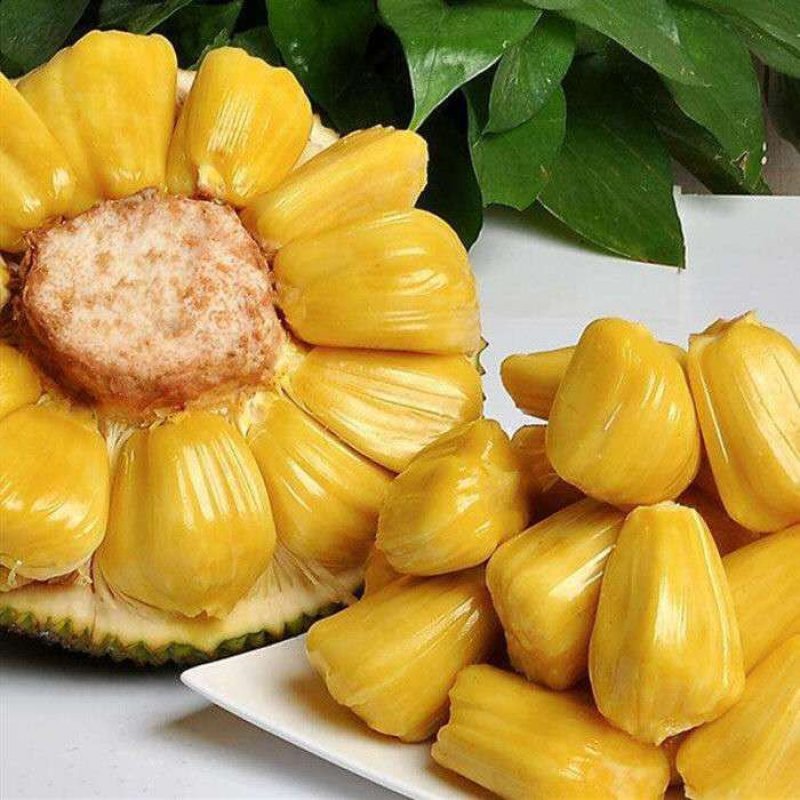 四季菠萝蜜树苗嫁接苗南方北方红肉马来西亚菠萝蜜苗当年结果