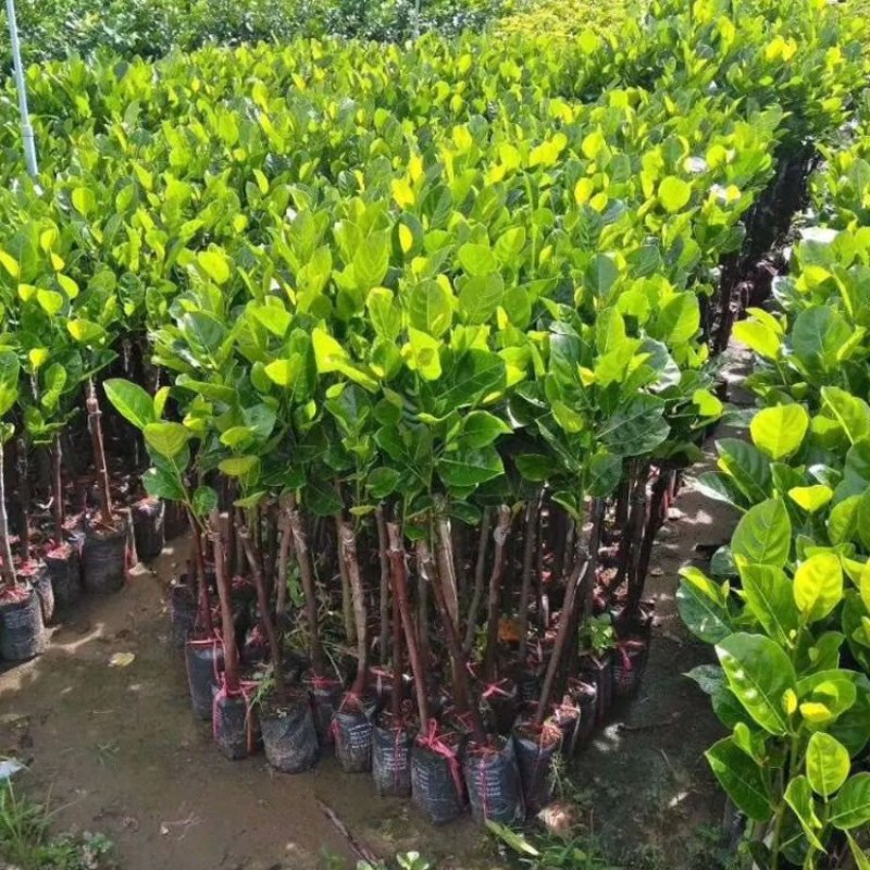 四季菠萝蜜树苗嫁接苗南方北方红肉马来西亚菠萝蜜苗当年结果