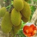 四季菠萝蜜树苗嫁接苗南方北方红肉马来西亚菠萝蜜苗当年结果
