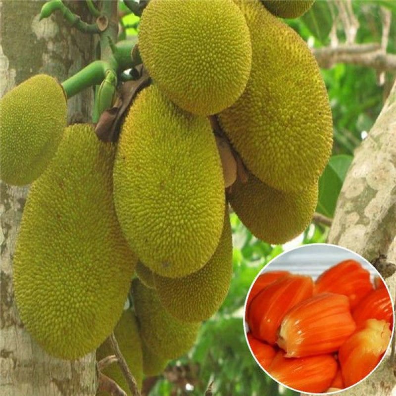四季菠萝蜜树苗嫁接苗南方北方红肉马来西亚菠萝蜜苗当年结果