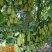四季菠萝蜜树苗嫁接苗南方北方红肉马来西亚菠萝蜜苗当年结果