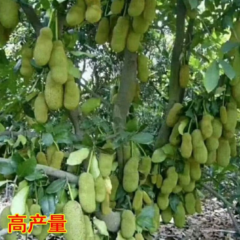 四季菠萝蜜树苗嫁接苗南方北方红肉马来西亚菠萝蜜苗当年结果