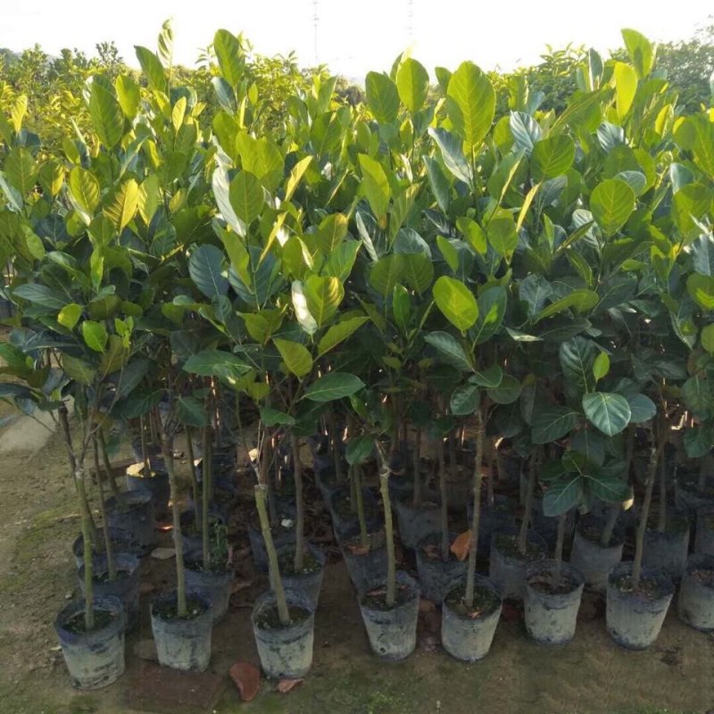 四季菠萝蜜树苗嫁接苗南方北方红肉马来西亚菠萝蜜苗当年结果