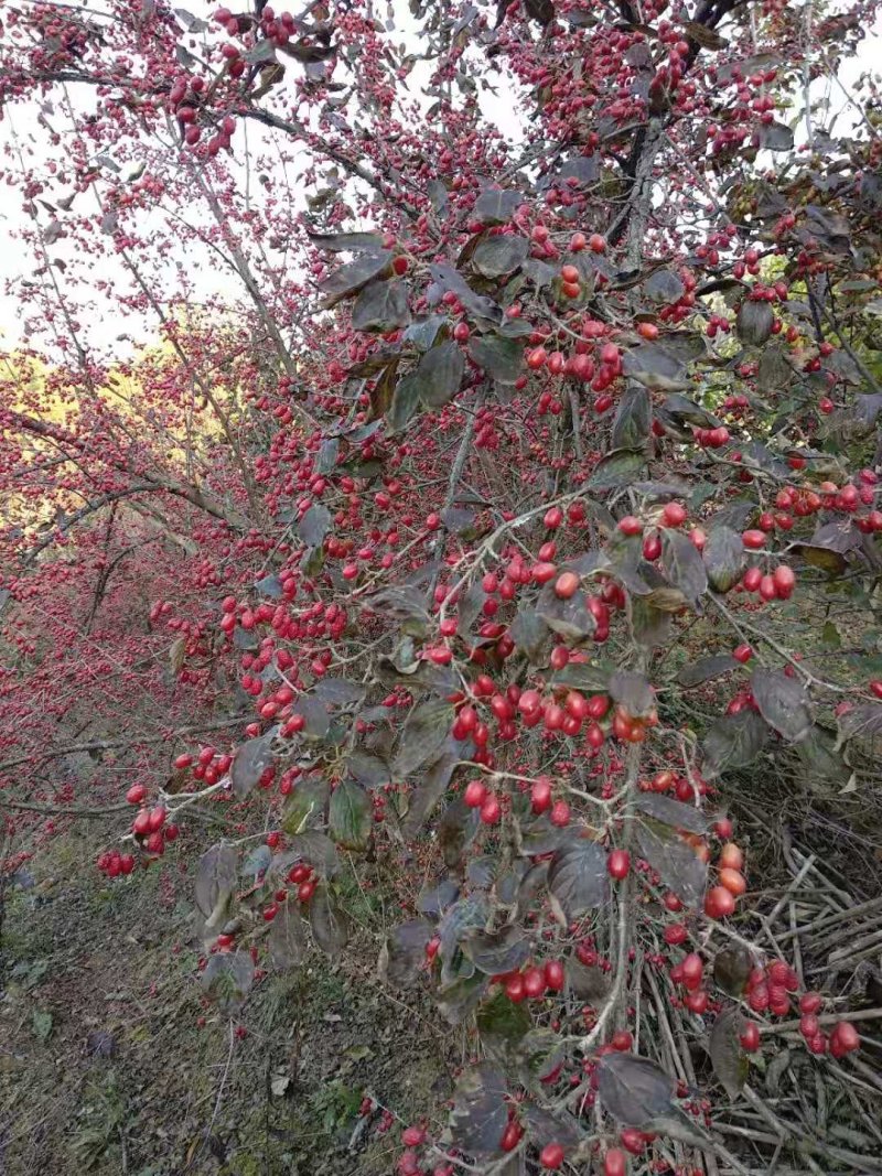 山茱萸苗山茱萸山萸肉肉枣枣皮红枣皮河南山茱萸