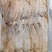 2AAAA，烧烤鱿鱼，芥末鱿鱼，精品