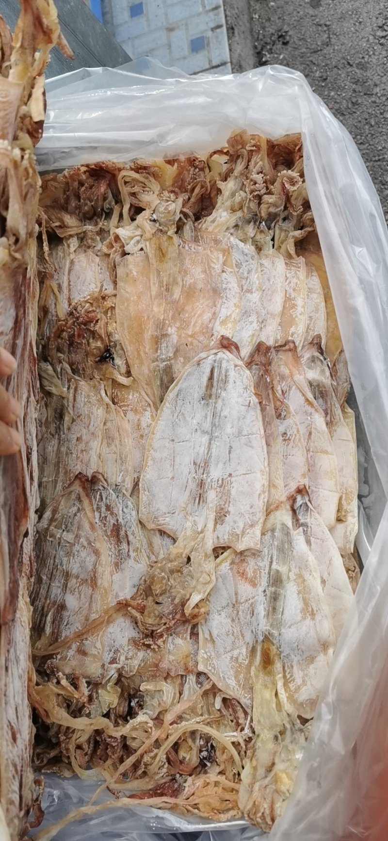 2AAAA，烧烤鱿鱼，芥末鱿鱼，精品