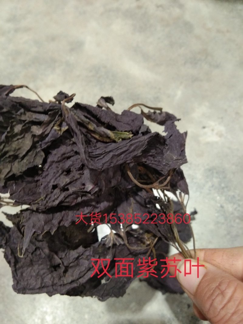 紫苏叶