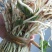 新鲜折耳根鱼腥草凉拌菜草根菜野菜