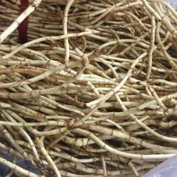 新鲜折耳根鱼腥草凉拌菜草根菜野菜