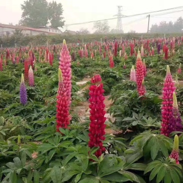 羽扇豆,羽山豆鲁冰花基地直销,常年供应各种绿化苗木