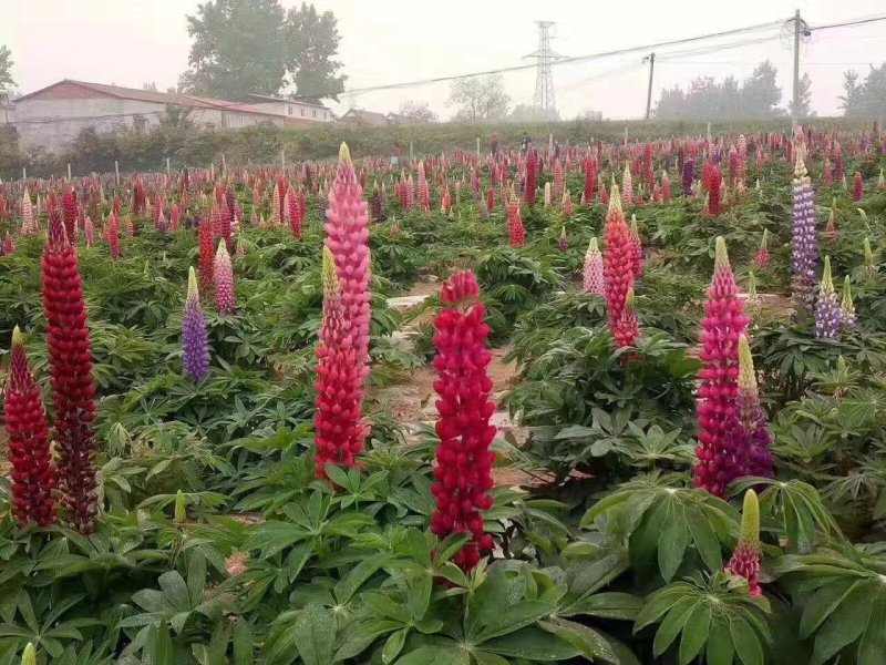 羽扇豆，羽山豆鲁冰花基地直销，常年供应各种绿化苗木