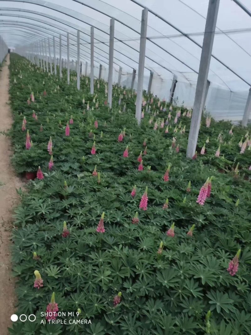 羽扇豆，羽山豆鲁冰花基地直销，常年供应各种绿化苗木