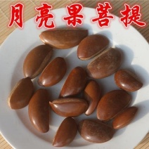 月亮果，可做工艺品，手产地直供道地药材，支持线上交易保障