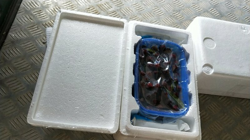 各种包装箱，各种好吃的杨梅