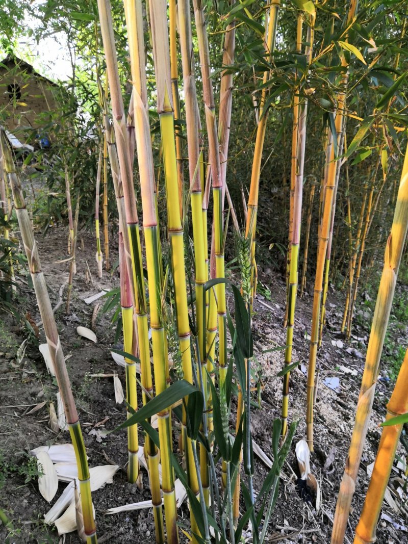 金镶玉竹苗金镶玉竹竹苗金镶玉竹基地金镶玉竹苗批发