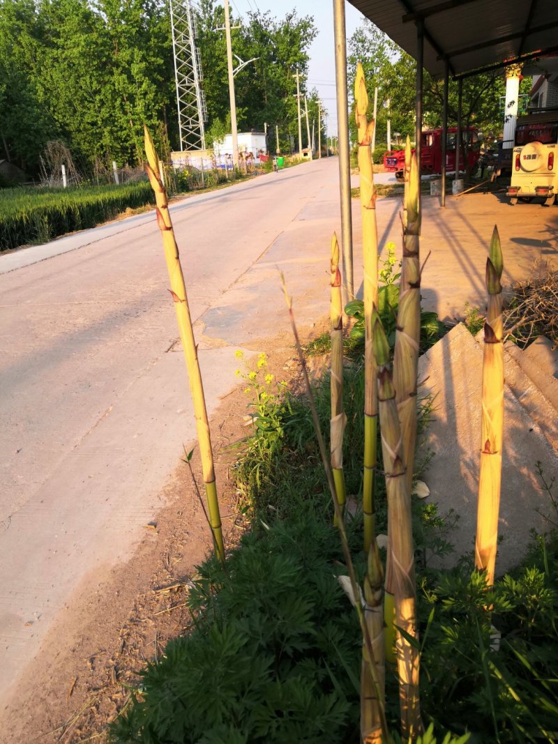 金镶玉竹苗金镶玉竹竹苗金镶玉竹基地金镶玉竹苗批发