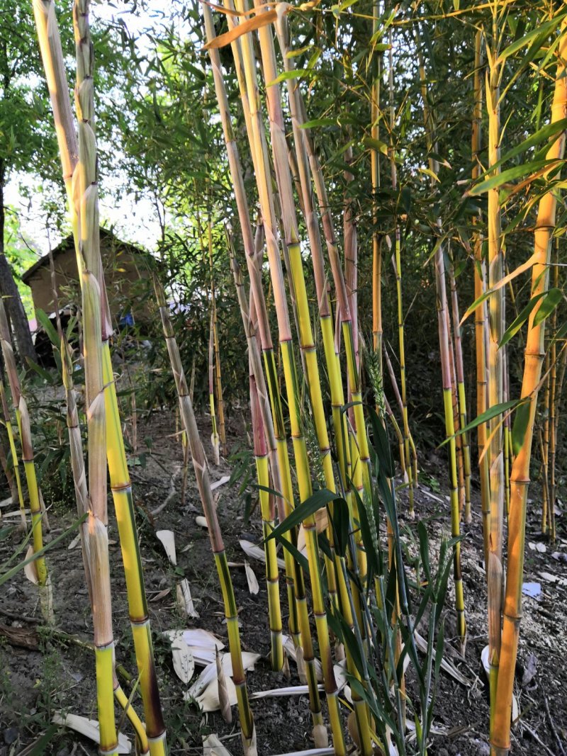 金镶玉竹苗金镶玉竹竹苗金镶玉竹基地金镶玉竹苗批发