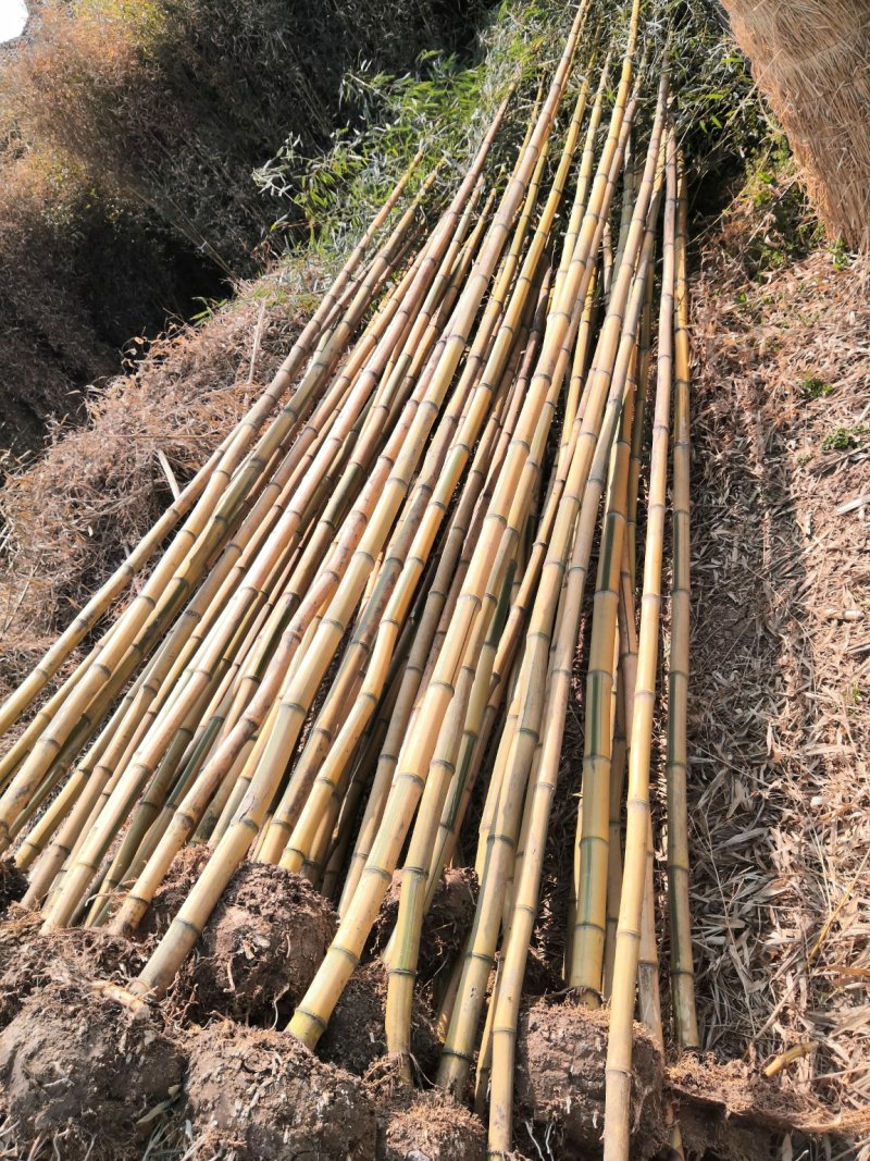 金镶玉竹苗金镶玉竹竹苗金镶玉竹基地金镶玉竹苗批发