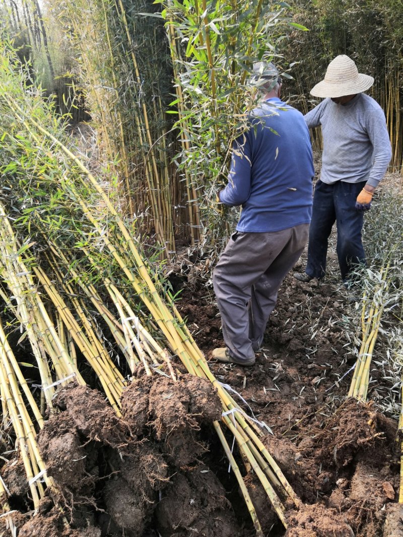 金镶玉竹苗金镶玉竹竹苗金镶玉竹基地金镶玉竹苗批发